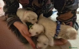 Maltese dogs for sale: 4 maltese girls ready to leave in 2 weeks! - Image 4