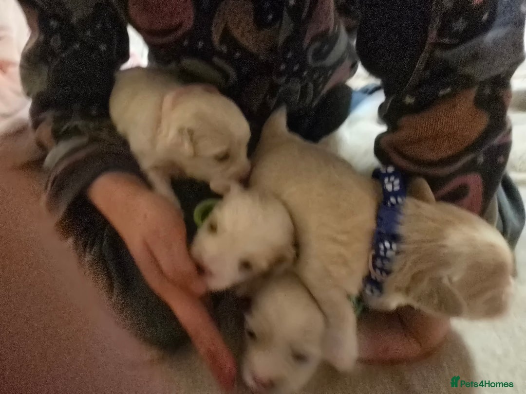 Maltese dogs for sale: 4 maltese girls ready to leave in 2 weeks! - Image 4