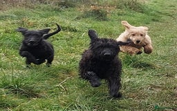 Double Doodle dogs for sale: Just two girls left. Looking for forever homes - Image 1