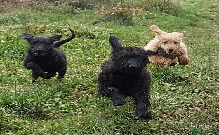 Double Doodle dogs - Advert 1