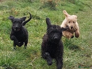 Double Doodle dogs for sale - Advert 1