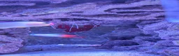 Other/Mixed Breed fish for sale: Marine fish  - Advert 5