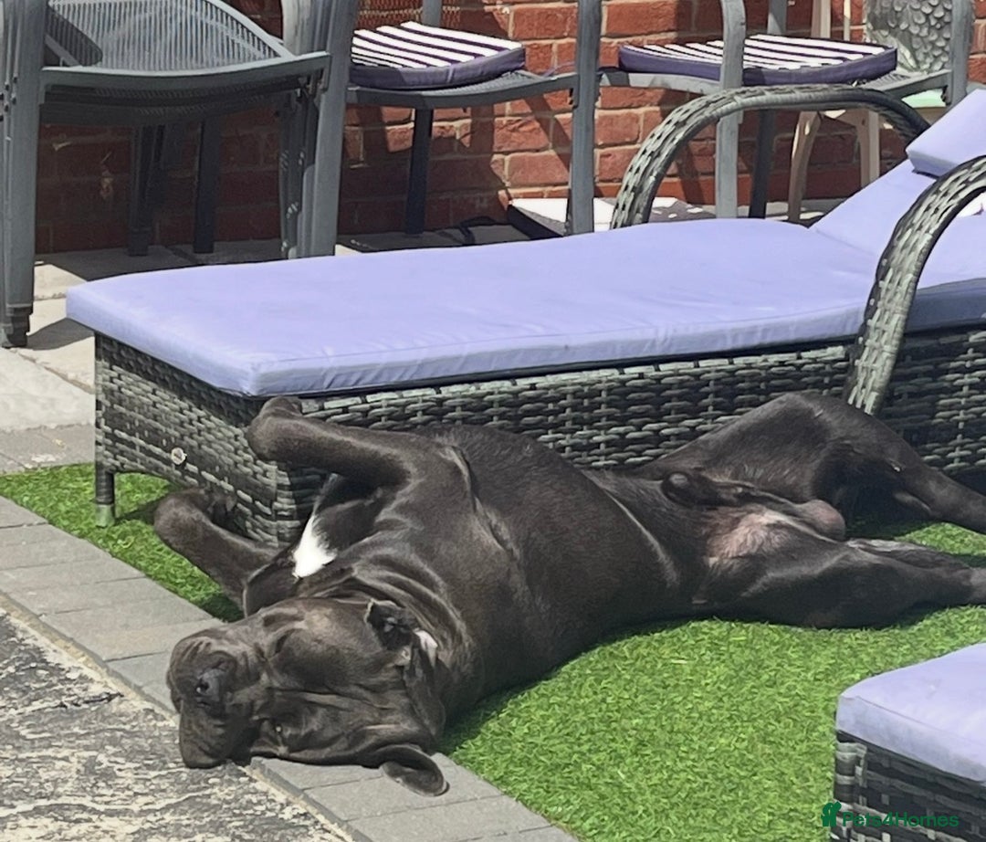Cane Corso dogs for sale: Biff the Cane Corso gentle giant  - Advert 2