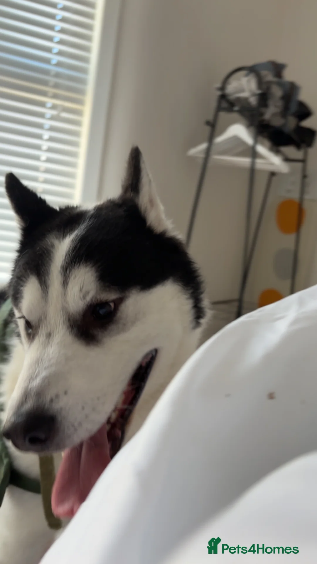 Utonagan dogs for sale: Super loveable - Advert 2