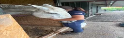 Irish Sports horses for sale: ISH companion  - Advert 5