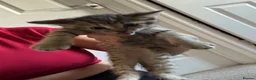 Mixed Breed cats for sale: Three tabby kittens for sale - Advert 4