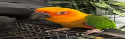 Conures birds for sale: Jenday Conure - Advert 2