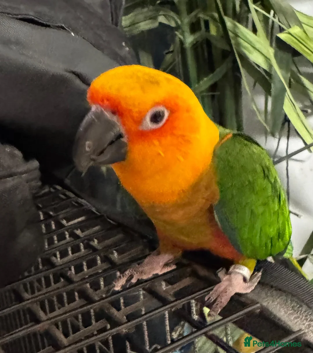 Conures birds for sale: Jenday Conure - Advert 2