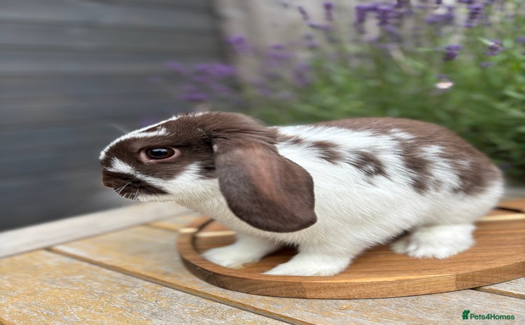 Mini Lop rabbits - Advert 4
