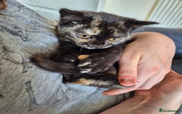 Selkirk Rex cats for sale: Pedigree Selkirk rex  kittens ready now  in Burnham-on-Sea - Image 12