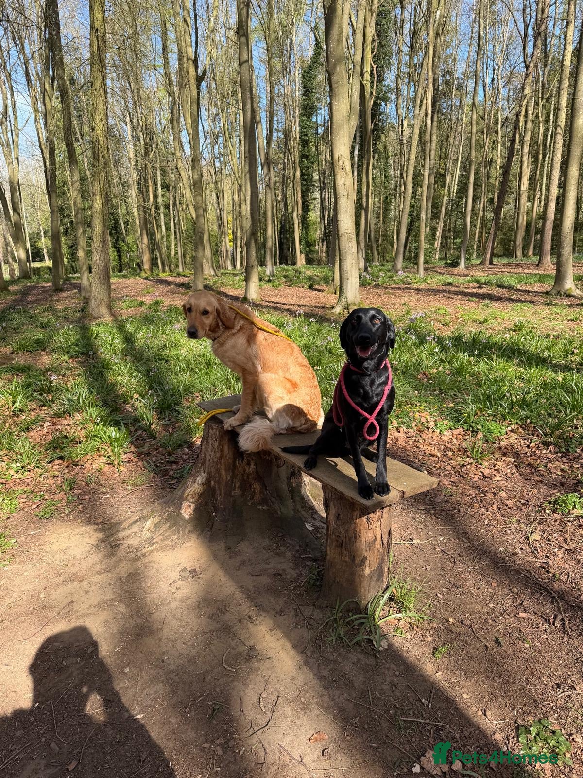Golden Retriever dogs for sale: Beautiful Golden Retriever Puppys - Advert 8