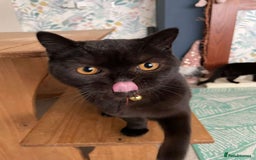 British Shorthair cats for sale: BEAUTIFUL BRITISH LONGHAIR/SHORTHAIR KITTENS - Image 13