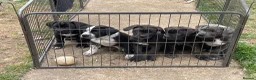 Mixed Breed dogs for sale: Bullmastiff X Cane Corso puppies in Colchester - Advert 31
