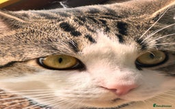 Tibetan cats for sale: Rehome male cat - Image 4