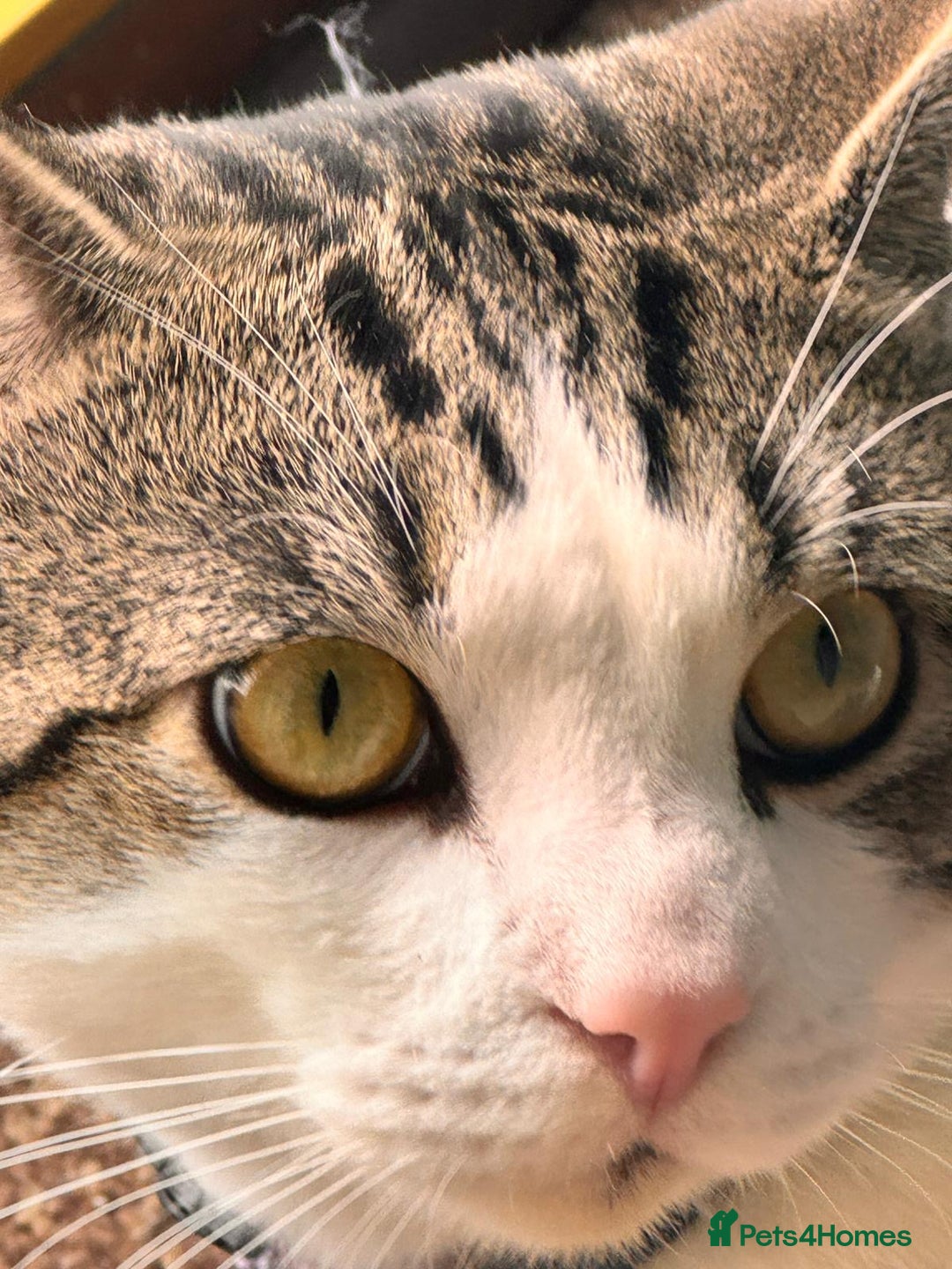 Tibetan cats for sale: Rehome male cat - Image 4