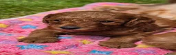 Cavapoo dogs for sale: ❤️Beautiful cavapoo- Ready 16th July ❤️ - Advert 17