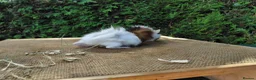 Guinea Pig rodents for sale: Baby guinea-pigs  - Advert 8