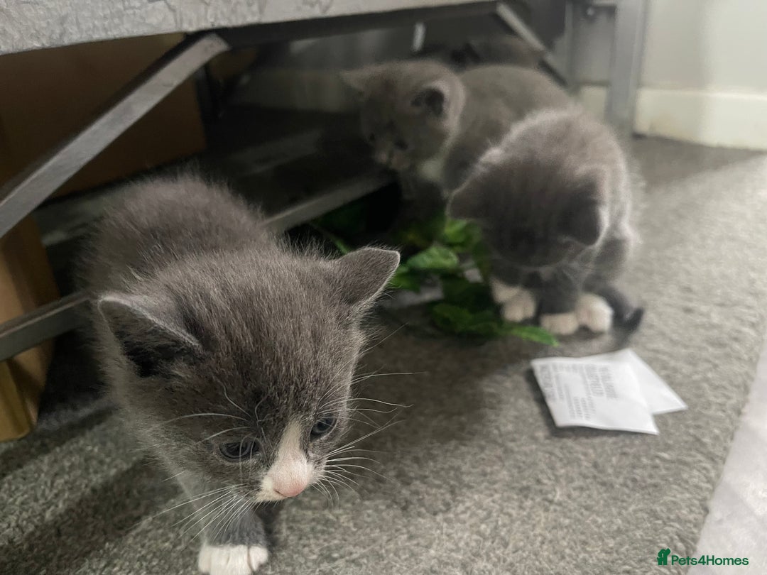 Mixed Breed cats for sale: 4 grey kittens - Advert 20