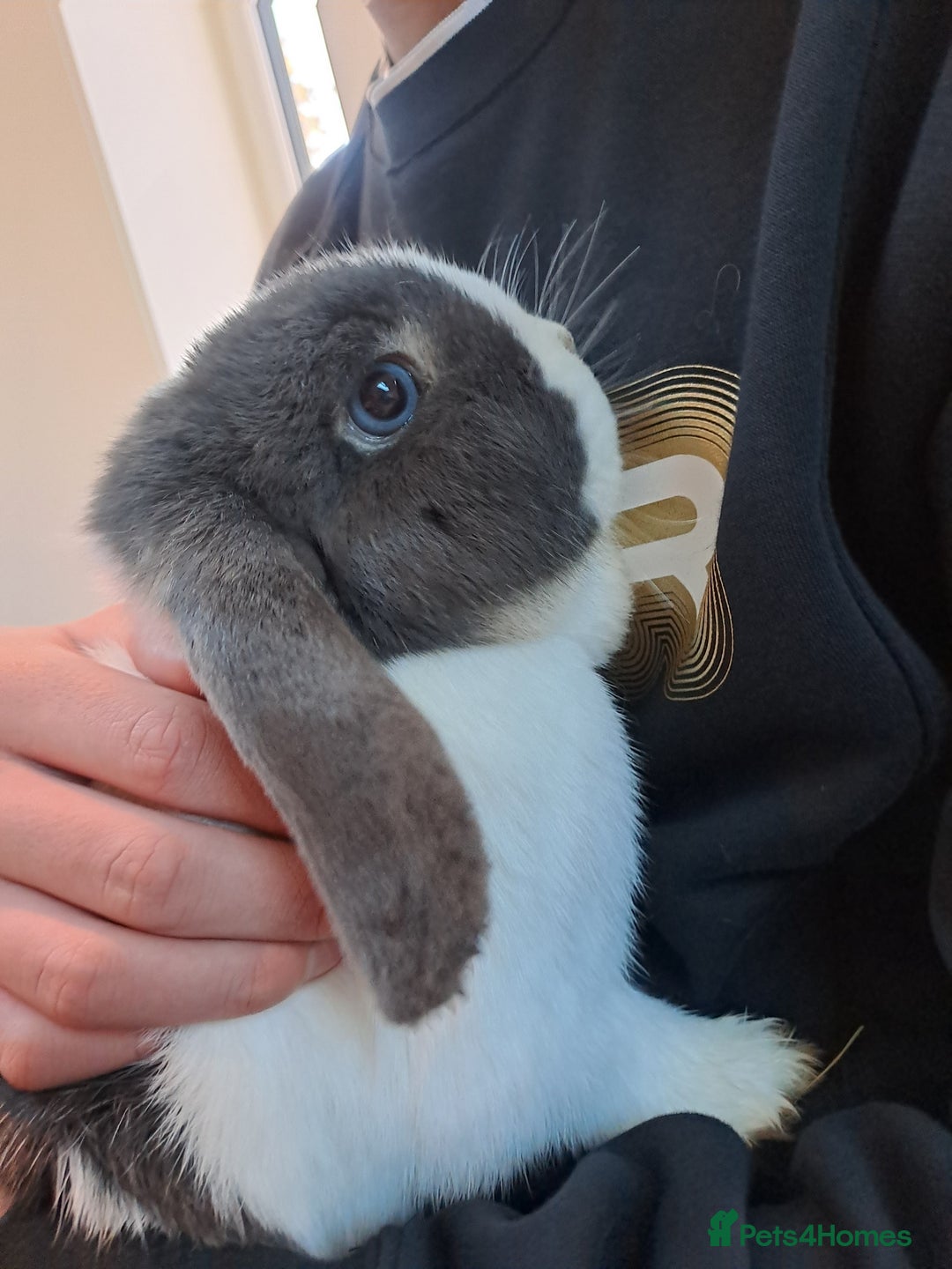 Mini Lop rabbits for sale: Male (Neutered) & Female Mini Lops (Very friendly) - Advert 12