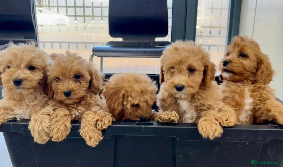 Cavapoo dogs for sale: Beautiful red Cavapoos  in Sheerness - Advert 29