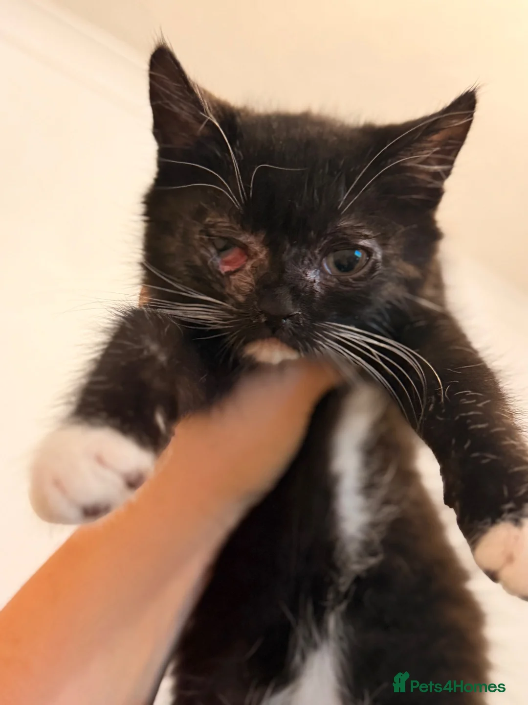 Ojos Azules cats for sale: Baby kitten  - Advert 2