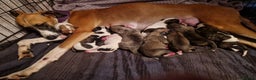 Whippet dogs for sale: Gorgeous whippet puppies - Advert 3