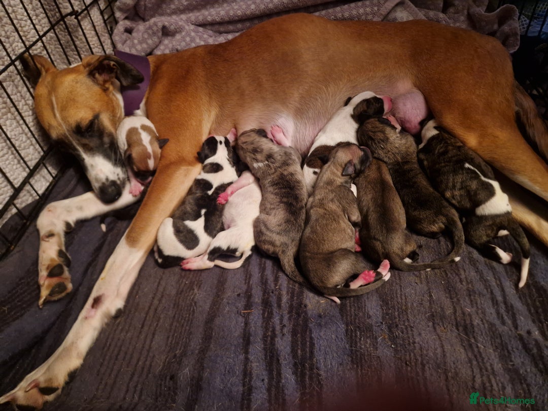 Whippet dogs for sale: Gorgeous whippet puppies - Advert 3