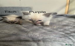 Ragdoll cats for sale: Gorgeous male ragdoll kittens  - Image 13