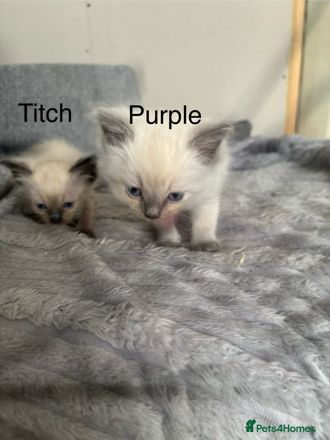 Ragdoll cats for sale: Gorgeous male ragdoll kittens  - Image 13