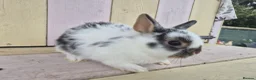 Netherland Dwarf rabbits for sale: 🩵PRETTIEST NETHERLAND DWARF COLOURED BABIES 🩷 - Advert 8