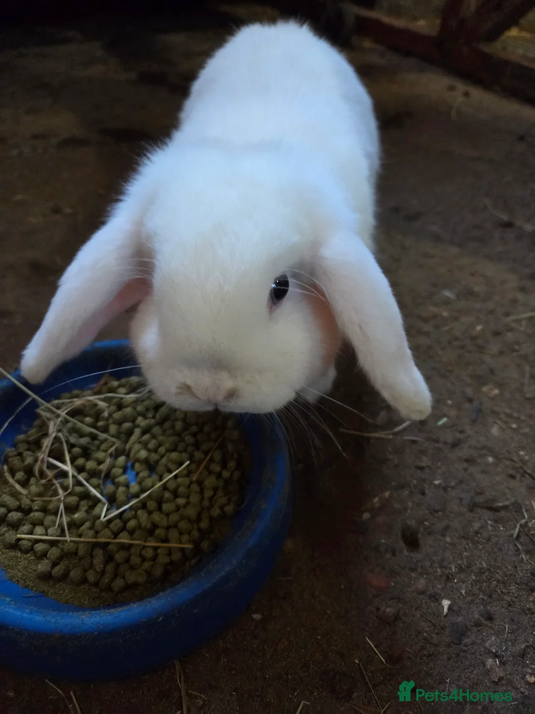 Mini Lop rabbits for sale: Blue Eyed White minilop  - Advert 4