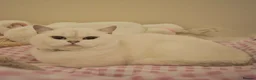 British Shorthair cats for sale: READY NOW PureBred British Shorthair Kittens! - Advert 7