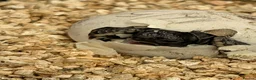Hermann Tortoise reptiles for sale: Baby Hermann's tortoise hatchlings  in Amersham - Advert 3