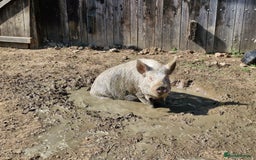 Pig livestock for sale: Two Male KuneKune Pigs - Image 3