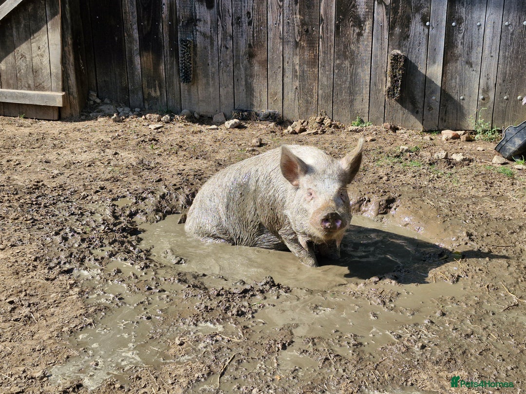 Pig livestock for sale: Two Male KuneKune Pigs - Image 3