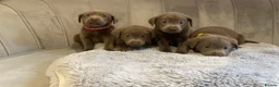 Labrador Retriever dogs for sale: Stunning silver Labradors ready now  - Advert 17