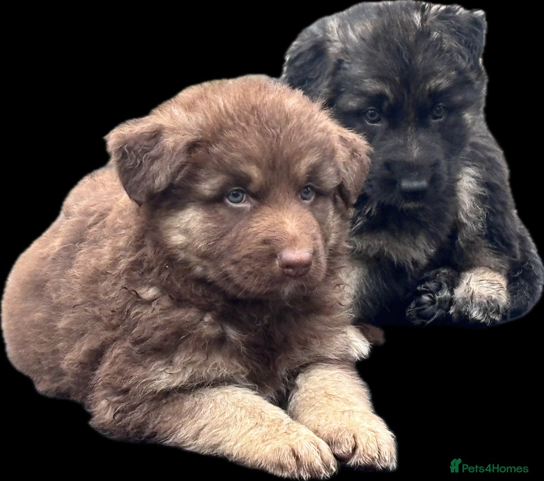 German Shepherd dogs for sale: Beautiful German Shepherd Puppies  - Image 16