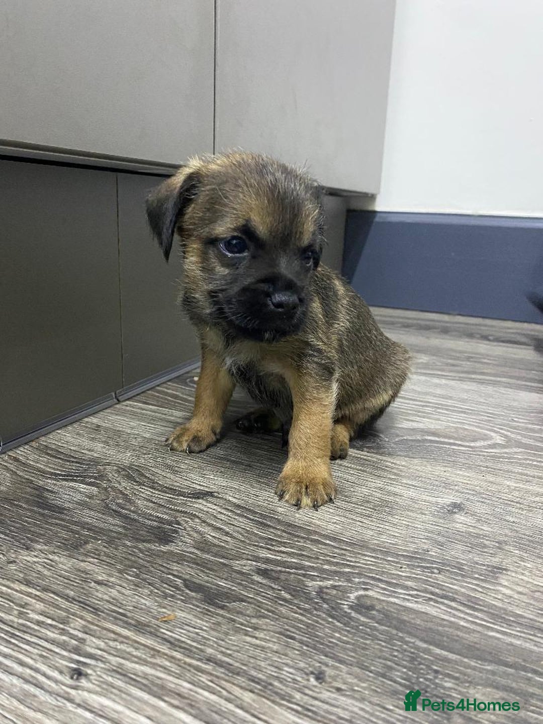 Border Terrier dogs for sale: Beautiful Border Terrier puppies for sale - Advert 15