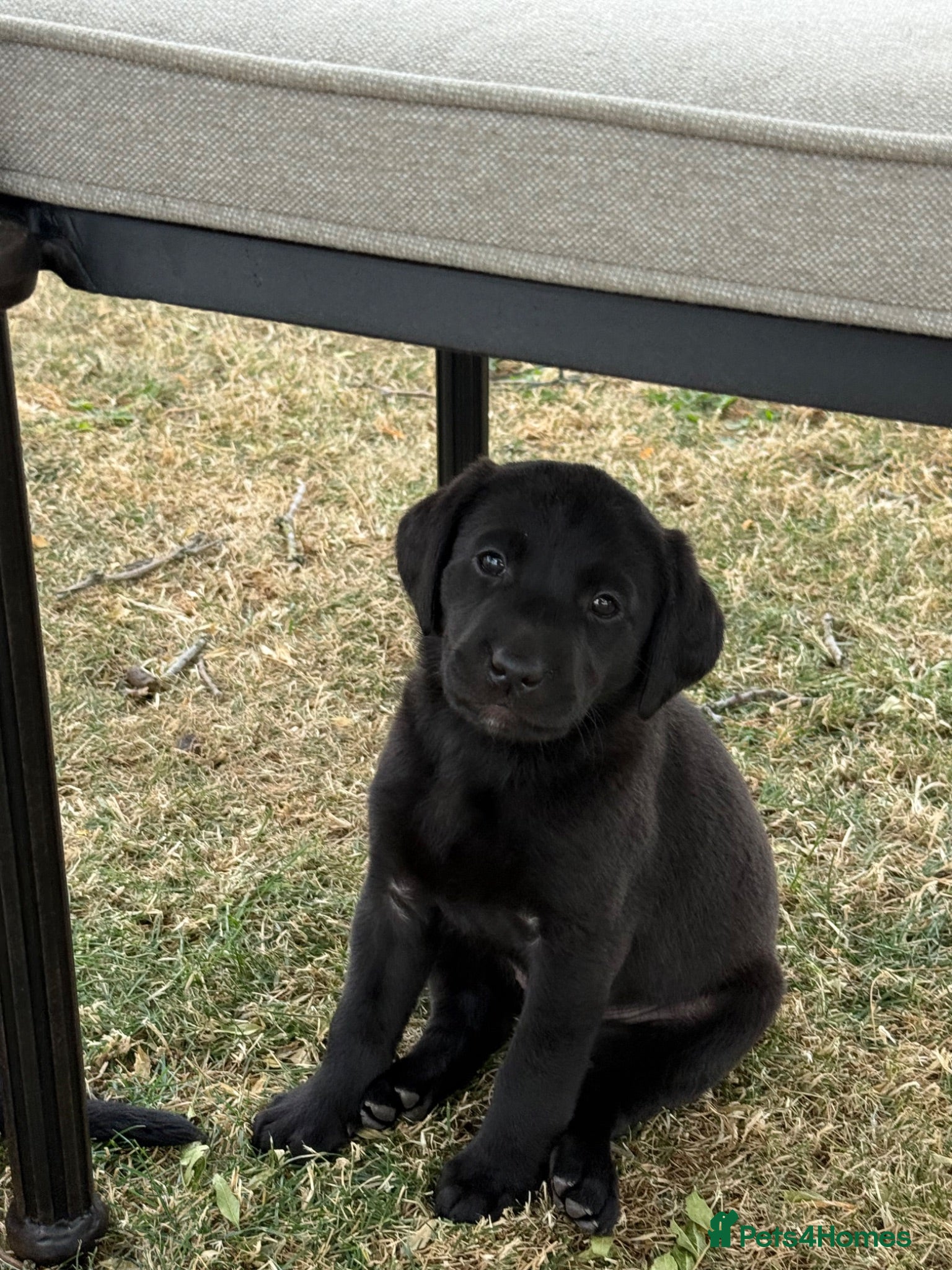 Labrador Retriever dogs 🖤🧡Fantastic Chucky KC Lab Puppies - Advert 2