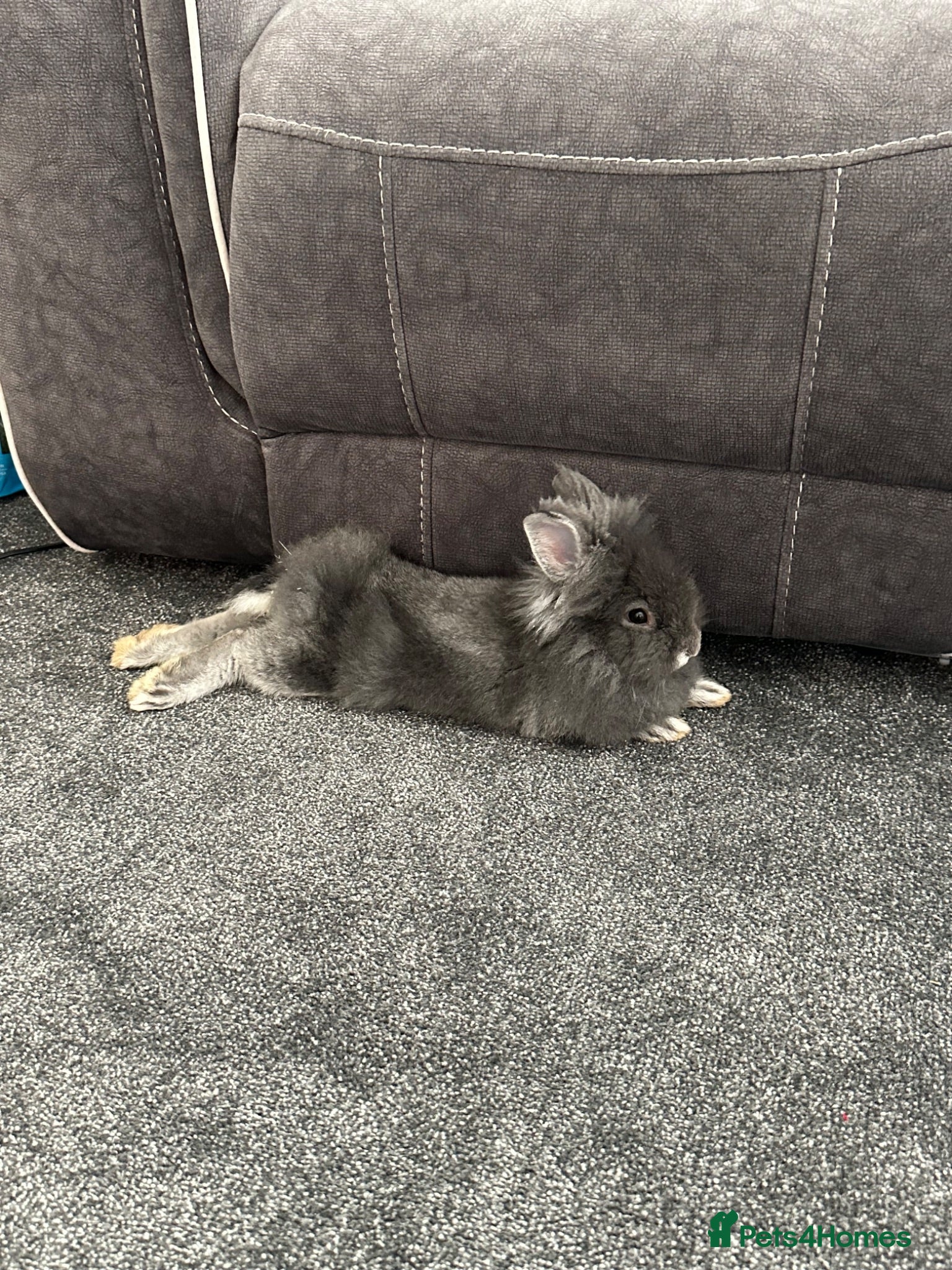Mini Lion Lop rabbits Mini lion lop  - Advert 1