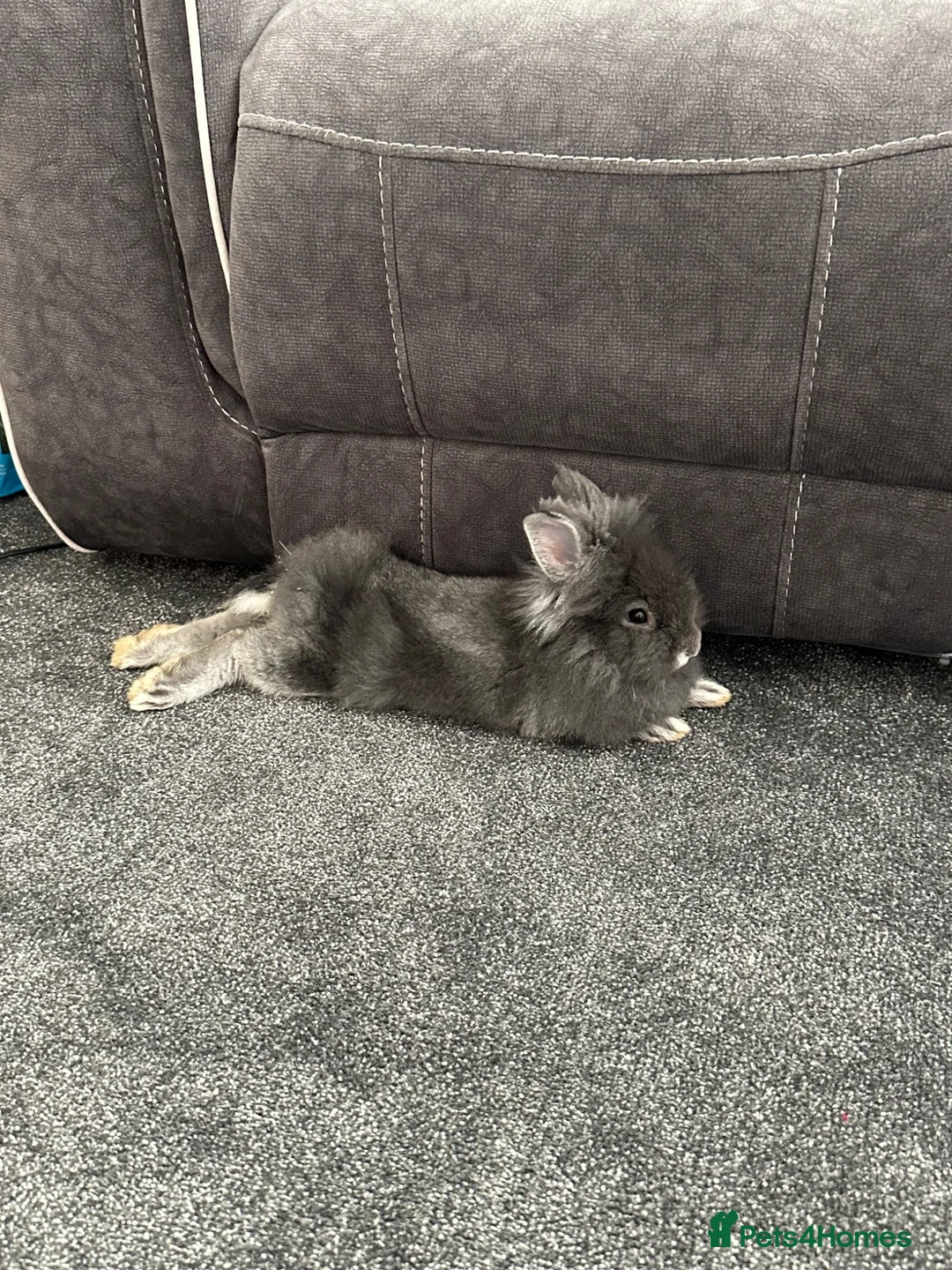 Mini Lion Lop rabbits for sale: Mini lion lop  in Barking - Advert 1