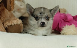 Pomsky dogs for sale: 5 tiny toy pomsky pups - Image 20