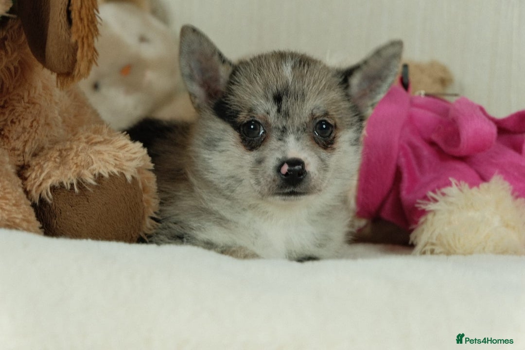 Pomsky dogs for sale: 5 tiny toy pomsky pups - Image 20