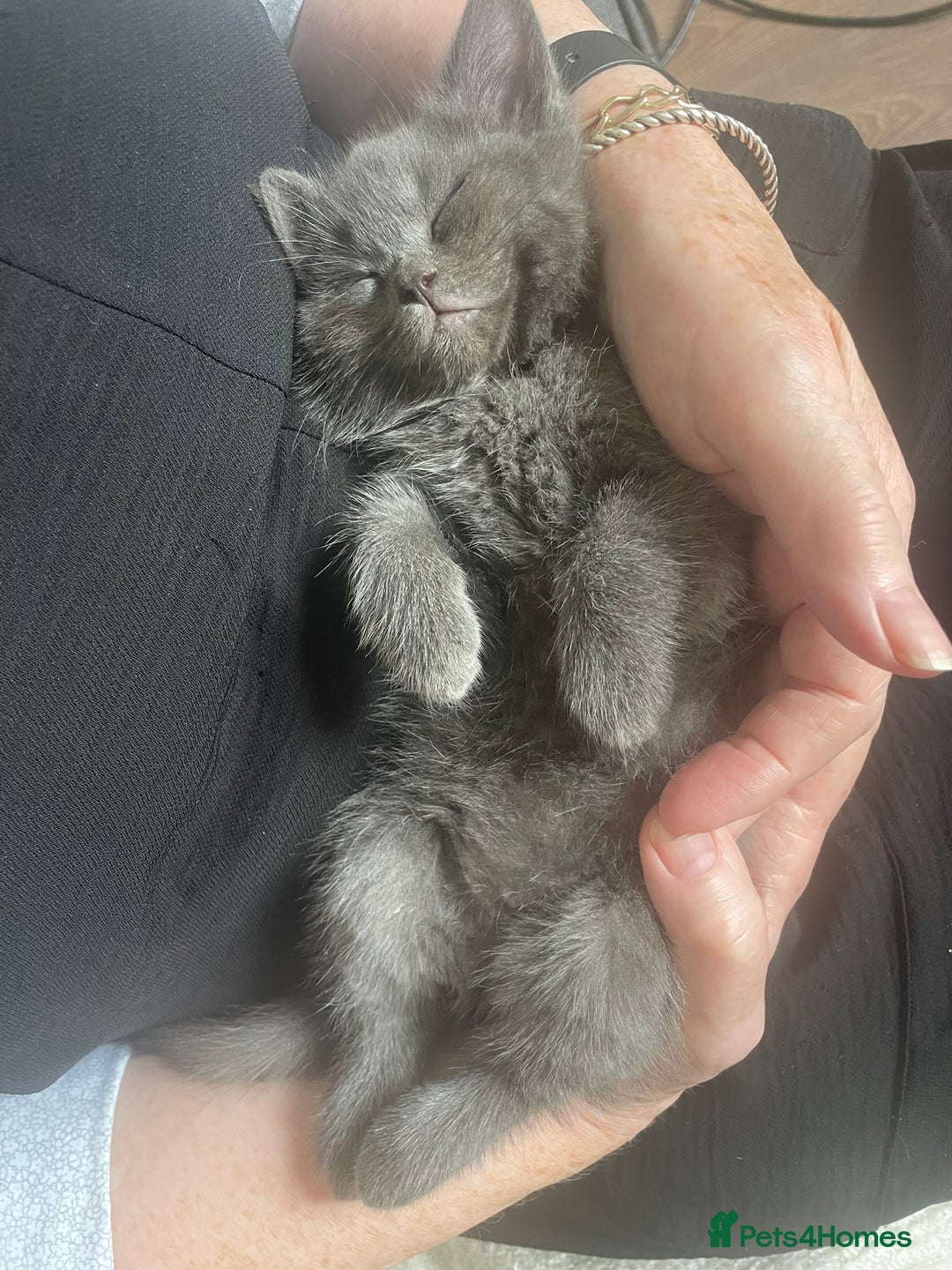 Ragdoll cats for sale: Cuddly & Sweet Ragdolls - Image 17