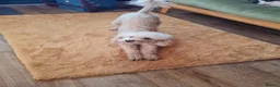 Cockapoo dogs for sale: Beautiful Cockapoo Puppies🐾 - Advert 29