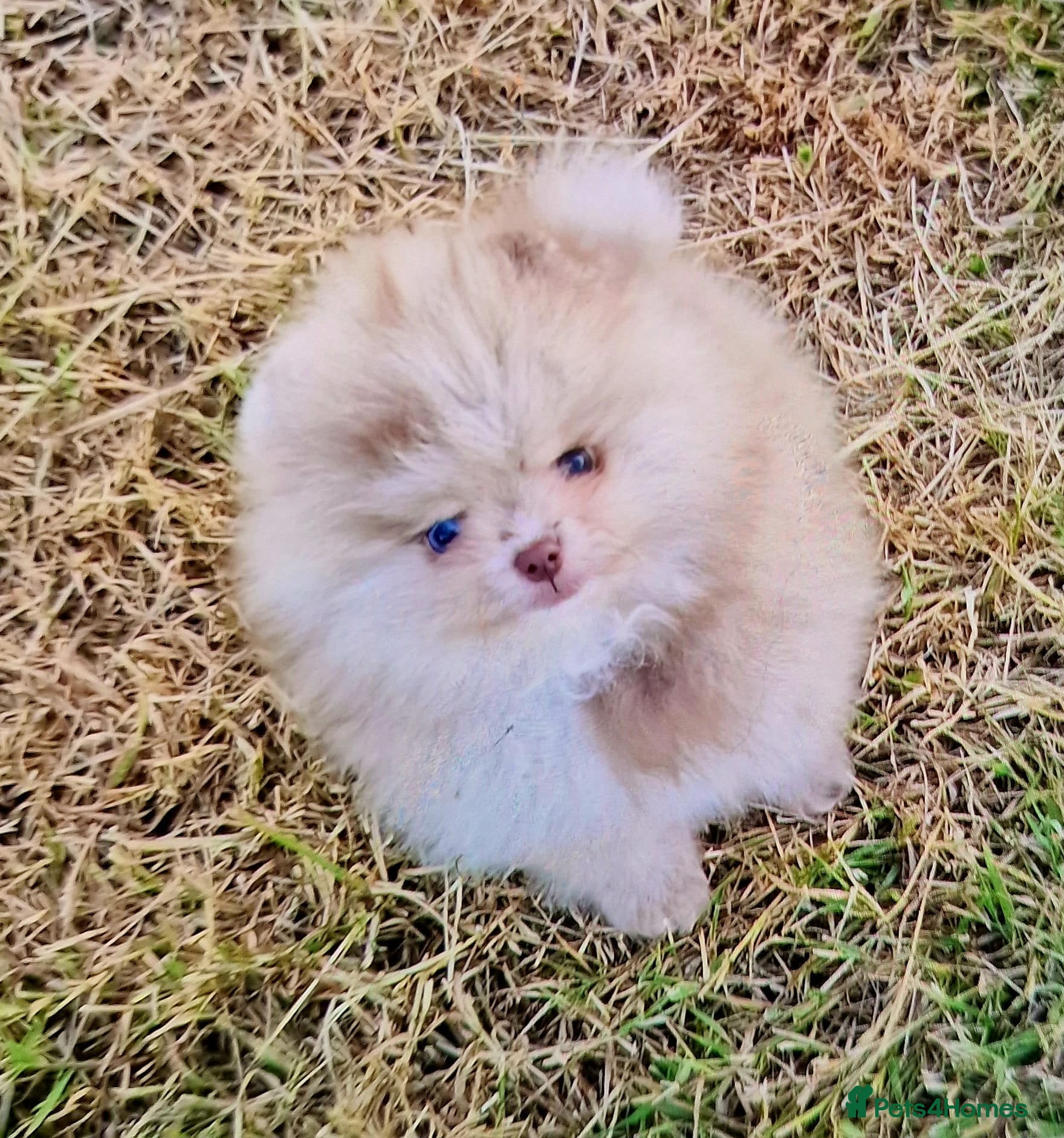 Pomeranian dogs CHIAO LI YA merle & lavender puppies - Advert 17