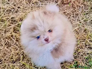 Pomeranian dogs CHIAO LI YA merle & lavender puppies - Advert 17