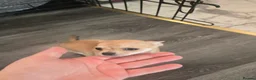 Chihuahua dogs for sale: Chiuhuhua cap short-haired - Advert 10