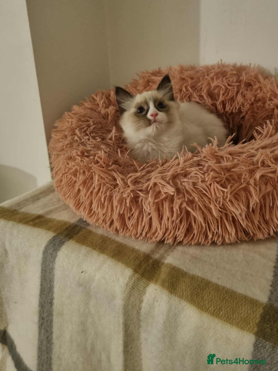Ragdoll cats for sale: Ragdoll kittens  - Image 7