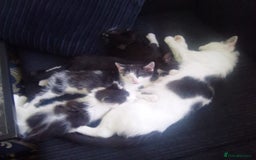 Mixed Breed cats for sale: 2 adorable kittens needing their forever homes - Image 3